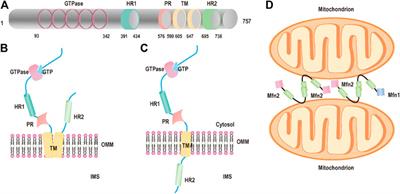 Frontiers | Mitochondrial Fusion Protein Mfn2 and Its Role in 